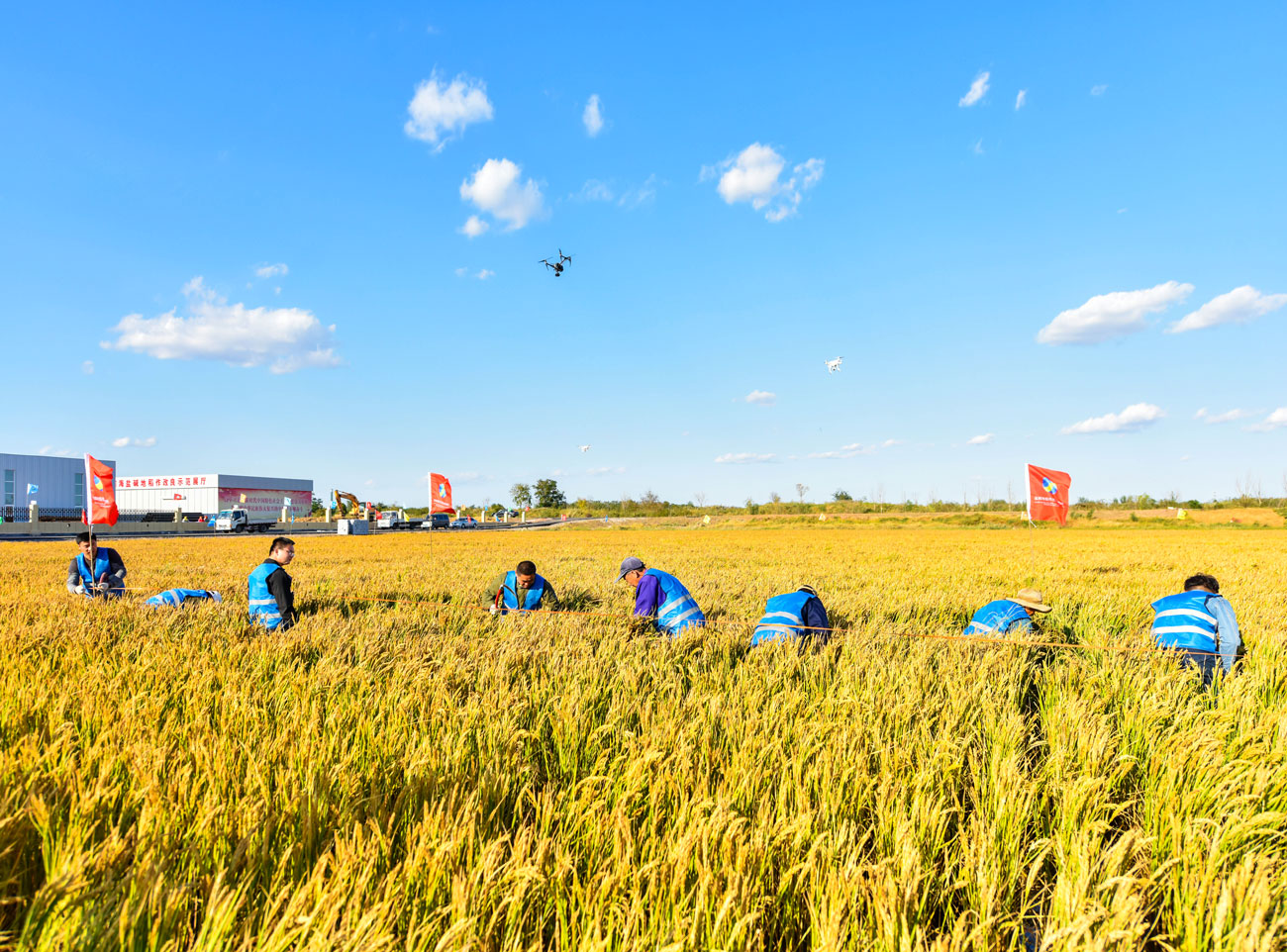 中国科学家用新技术提高盐碱地生产力