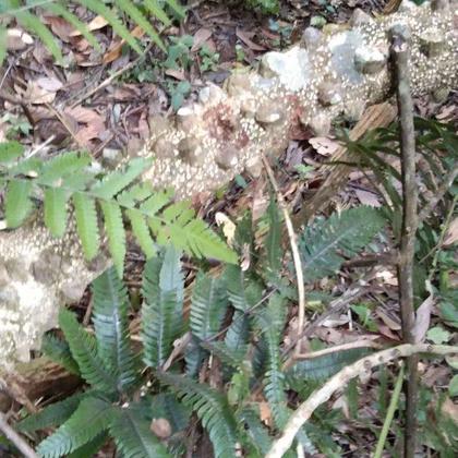 2024年9月13日非标T2紫铜带价格行情今日报价查询