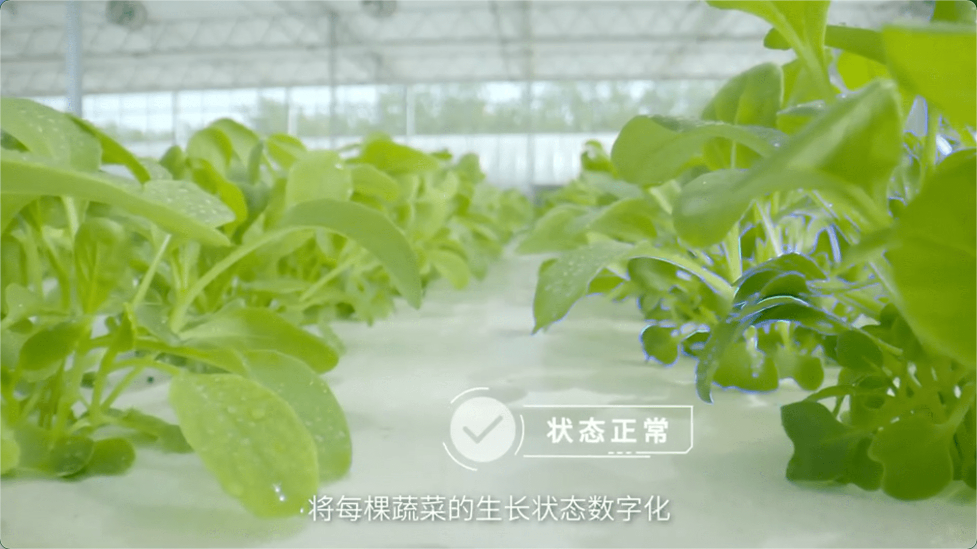 聚焦农业科技创新：植物工厂种出“智慧菜”