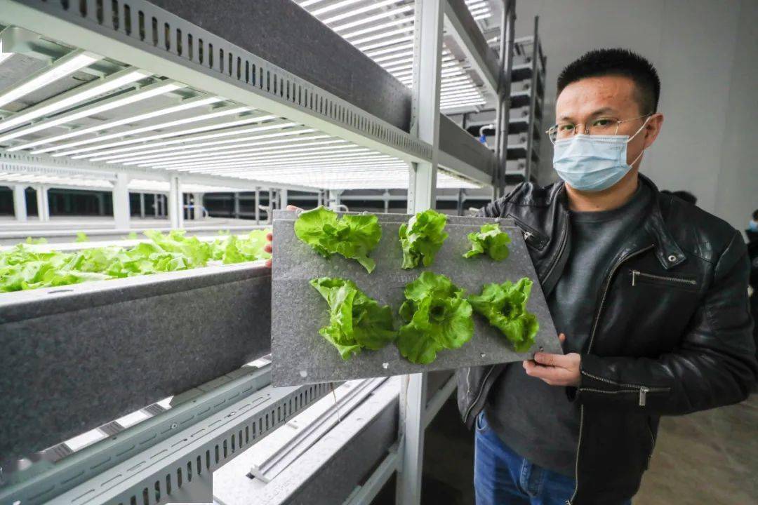 聚焦农业科技创新:植物工厂种出“智慧菜”