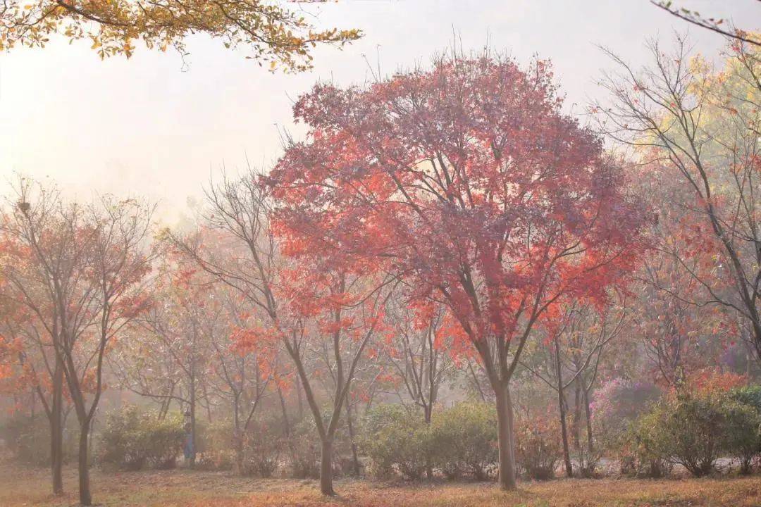 2024年12月22日今日绿沸石最新价格查询