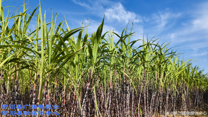 生物育种有新解 未来甘蔗会更“甜”