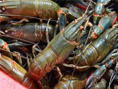 2025年1月22日贵阳盘螺价格行情今日报价查询