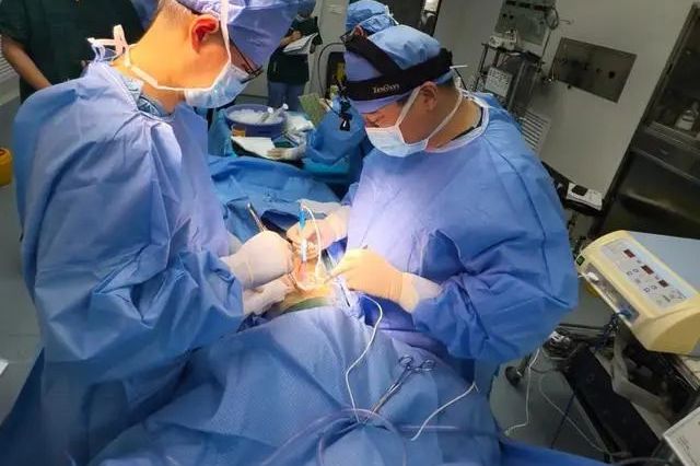 全球首例！中国团队成功将基因编辑猪肝脏移植人体