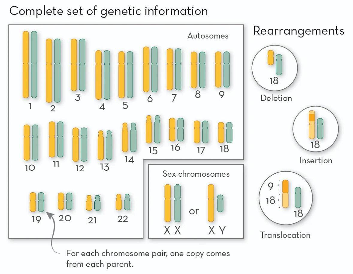 科学与健康|基因组编辑新利器:PCE技术实现染色体“精准编辑”