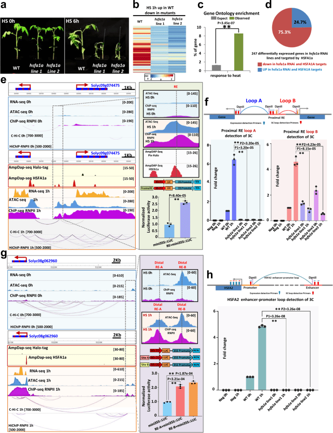 科学与健康|基因组编辑新利器:PCE技术实现染色体“精准编辑”
