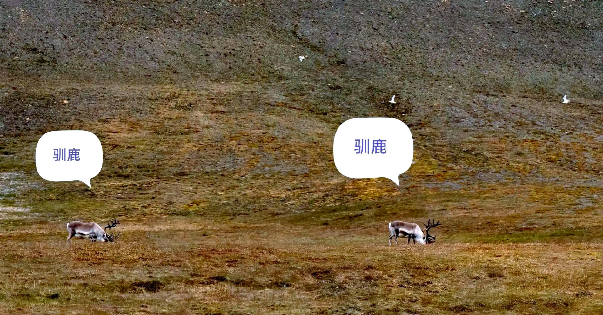 创新开展北极高纬度冰区和“冰边缘区”科考——访中国第15次北冰洋科学考察队首席科学家林龙山